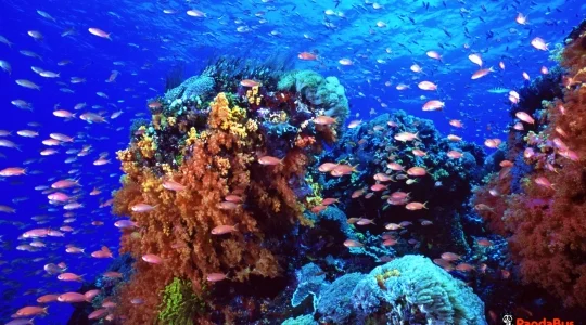 リーフクルーズ _06